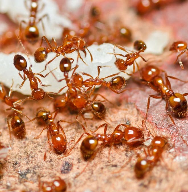 Inexpensive, Natural Ant Remedies